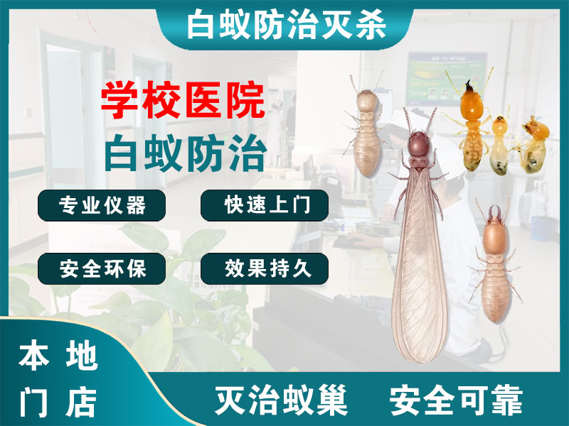 上虞区学校医院白蚁防治