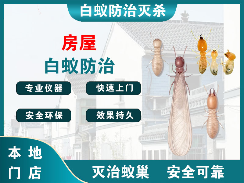 上虞区房屋白蚁防治